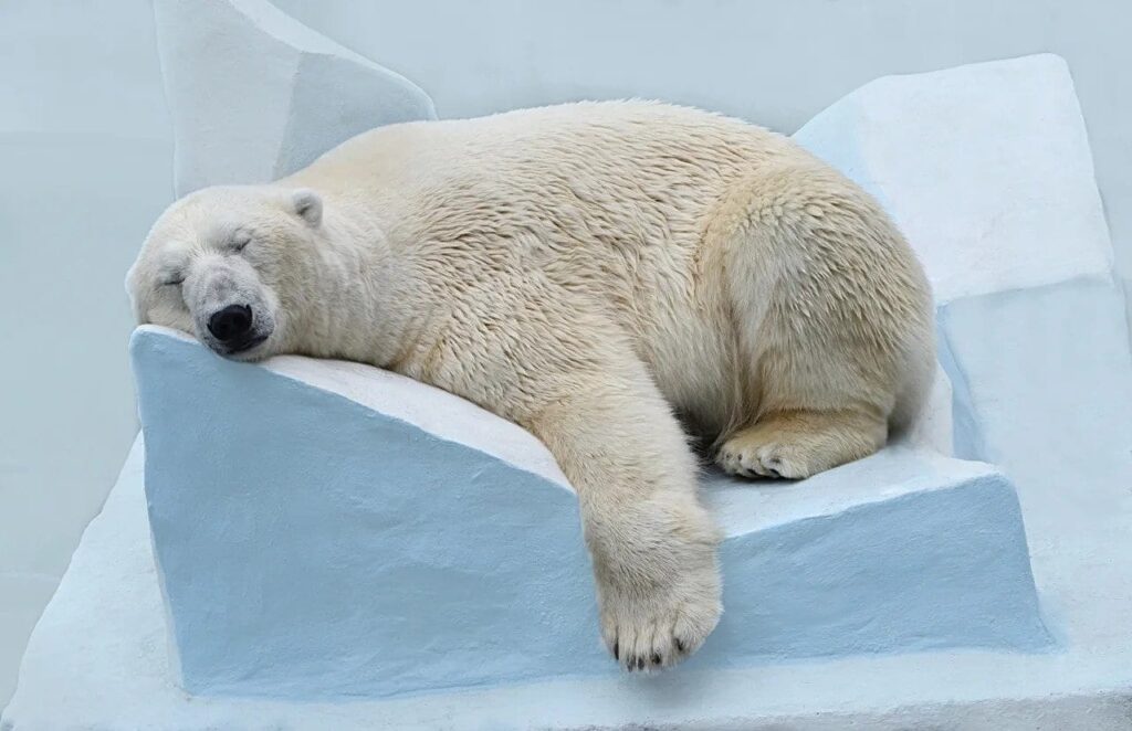 Biohacking Insomnia How Lowering Body Temperature Helps You Sleep