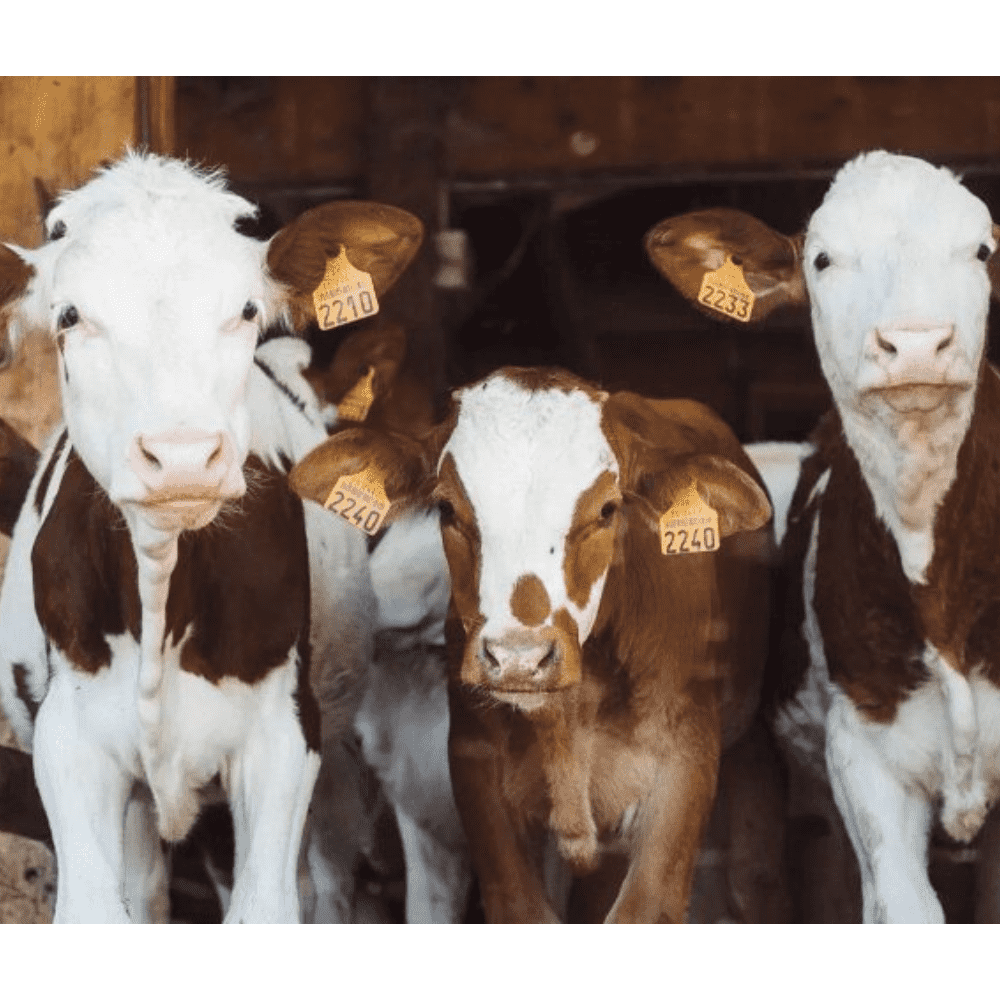 5 Compelling Reasons to Get the Vibrant Wellness Dairy Zoomer At-Home Test