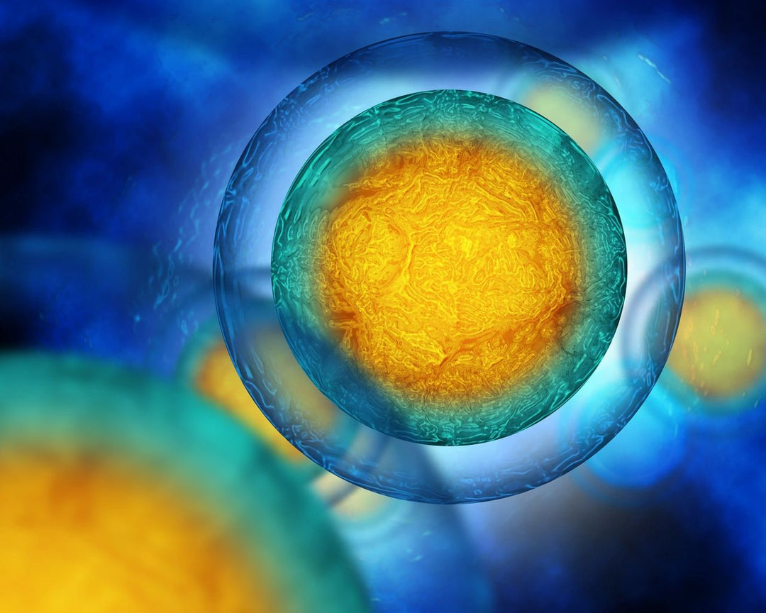 How To Boost The Stem Cell Production