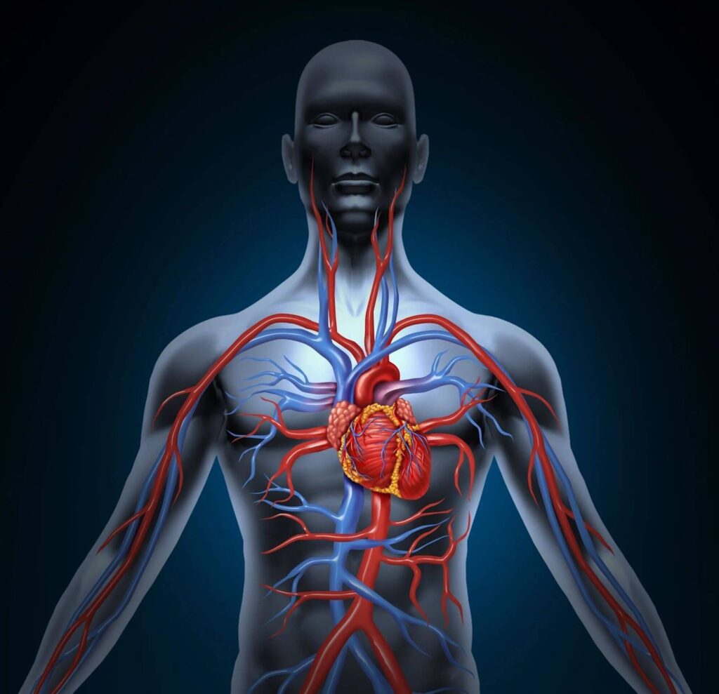 How to Increase Blood Fluidity