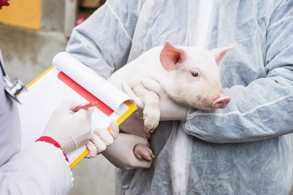 What are GMOs?