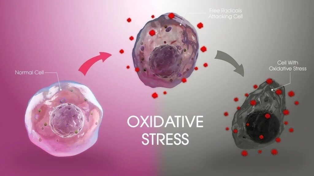Live Longer By Reducing Oxidative Stress!
