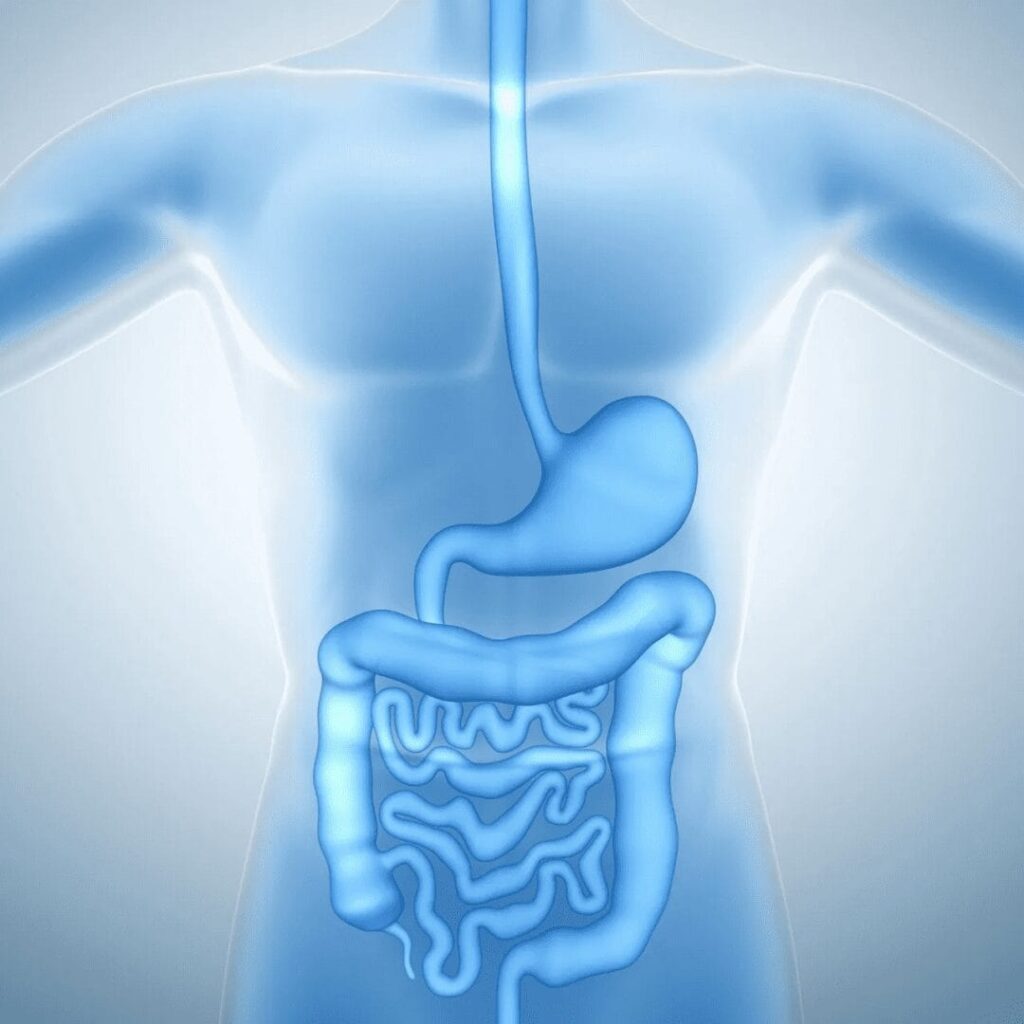 WHY FIXING THE GUT IS KEY TO HEALING CHRONIC DISEASE